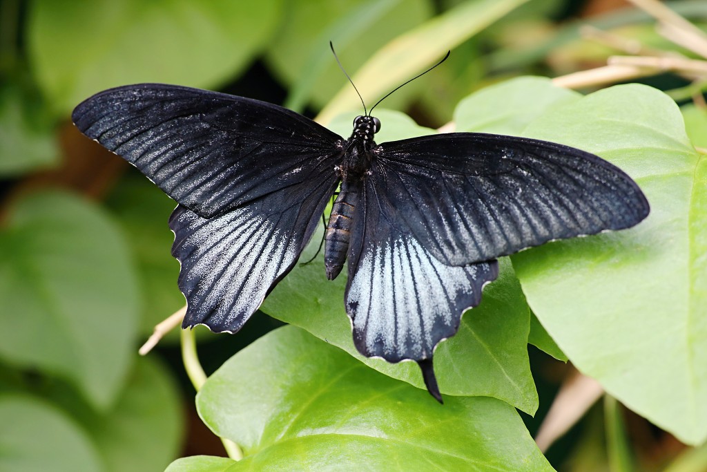 vlinder vlinders hdr insect insecten nederland uitheems Lepidoptera rups rupsen vlindertuin natuur